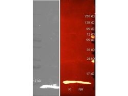Lysozyme Antibody, Biotin, Novus Biologicals&trade;